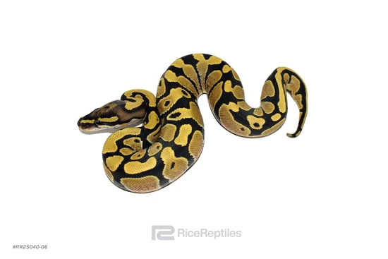 DG Triple Het Clown Pied Hypo Ball Python by Rice Reptiles