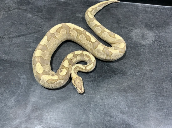Enchi YB RS DG Het Clown Ball Python by Rice Reptiles