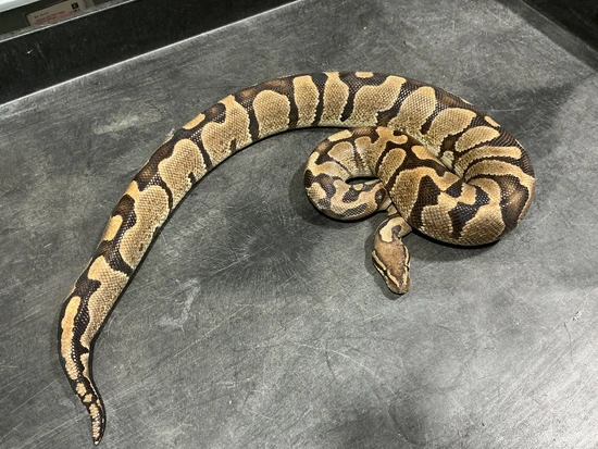 Zebra Ball Python by Rice Reptiles