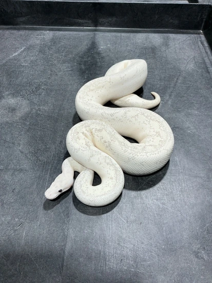 Leopard Spotnose Ivory Het Clown Ball Python by Rice Reptiles