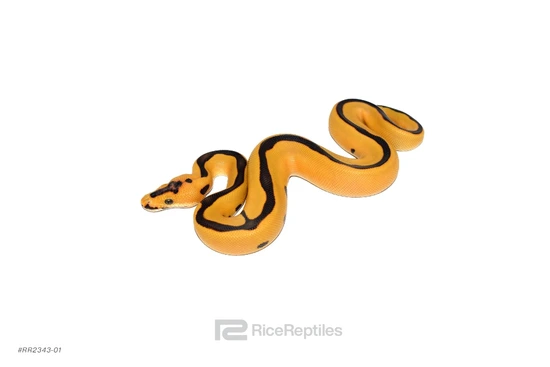 Enchi Leopard DG Clown Ball Python by Rice Reptiles