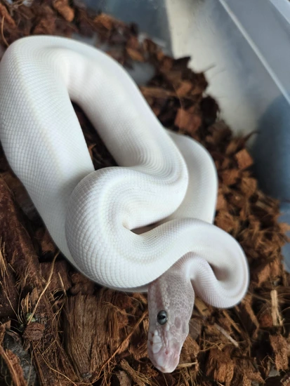 Blue Eye Lucy(Super Mojave) Het Hypo 50% Het Clown Ball Python by ...