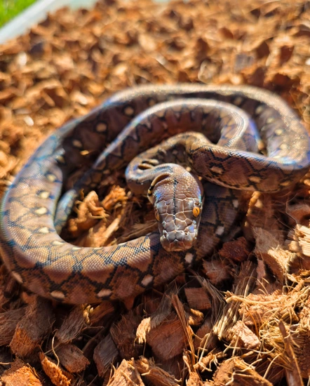 Wild Type Reticulated Python 100% Kalatoa Super Dwarf, Wild Type, F2 Reticulated Python by Rich ...