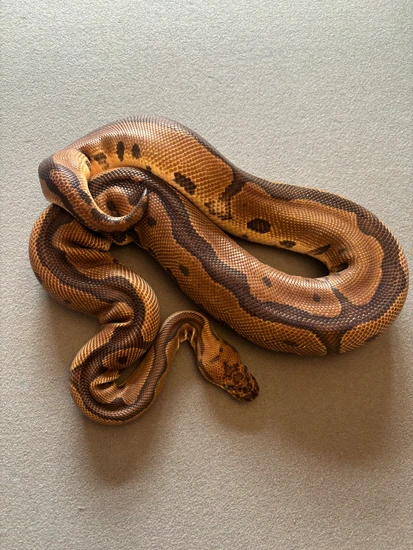 Leopard Royal Python Leopard Clown Ball Python by The royal river
