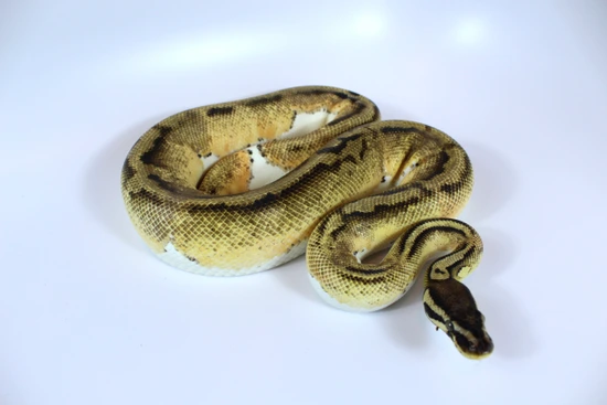 Orange Dream Pied Ball Python by Hydra
