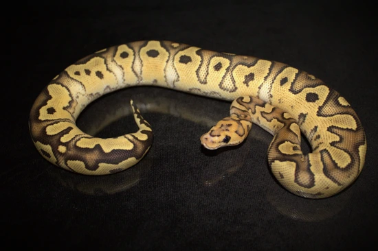 Lace Fire Clown Ball Python by Hydra