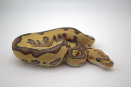 Mojave Fire Leopard Clown Ball Python by Hydra