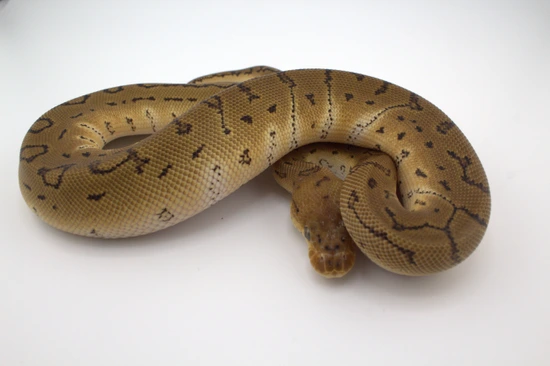 Pinstripe Clown Het Vip Ball Python by Hydra