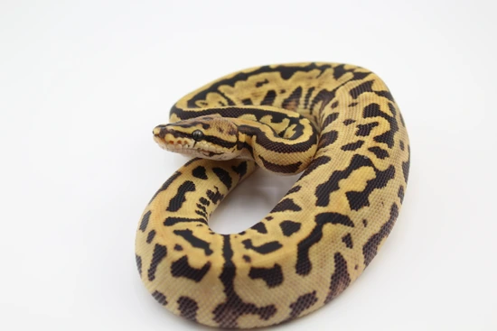 Spotnose Leopard Het Clown Ball Python by Hydra