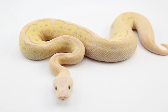 Banana Pastel Yellow Belly Fire Clown Ball Python by Hydra