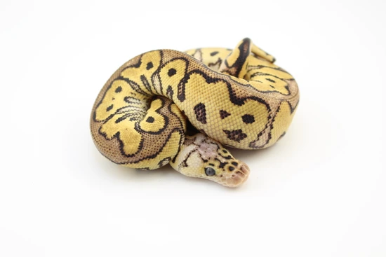 Pastel Clown Ball Python by Hydra