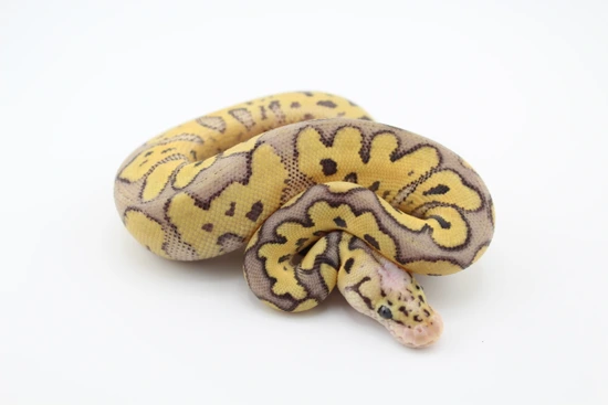 Super Pastel Clown Het DG Ball Python by Hydra