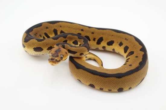 Leopard Clown Het Pied Ball Python by Hydra