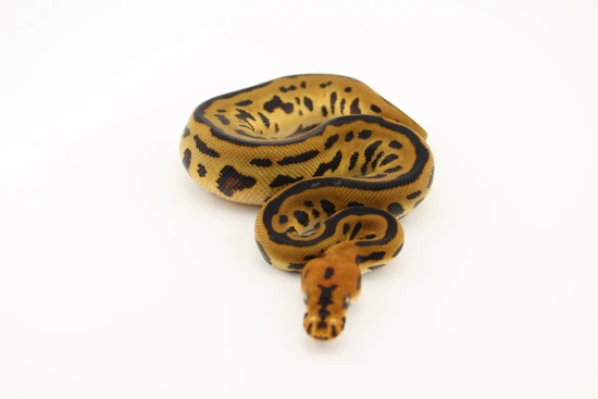 Spotnose Leopard Clown Ball Python by Hydra