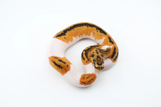Hurricane Yb Clown Pied Ball Python by Hydra