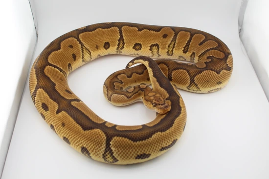 Trojan Clown Ball Python by Hydra