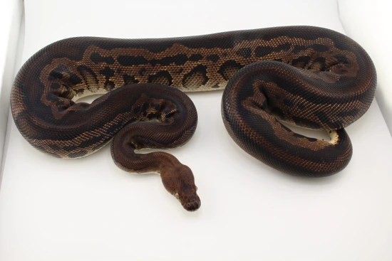 Black Head Leopard Clown Ball Python by Hydra