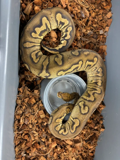 Stranger Yellow Belly Clown Ball Python by Hydra