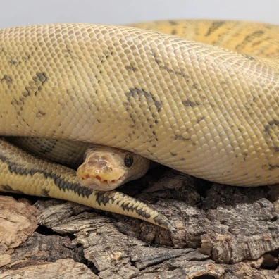 Pastel Red Stripe Raptor Clown Ball Python - female for sale from Ridgeway Exotics