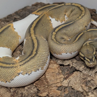 Mahogany Yb Hypo Pied Ball Python - male for sale from Ridgeway Exotics