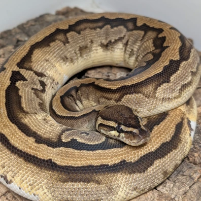 Pied 66% DH Ultra/Ghost Ball Python - female for sale from Ridgeway Exotics