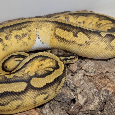 Pastel Pied Het Clown Hypo Ball Python - female for sale from Ridgeway Exotics