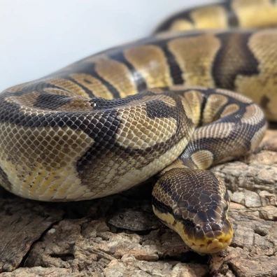 Pastel Het Clown Pied Ball Python - female for sale from Ridgeway Exotics