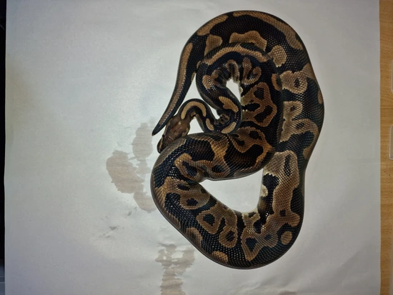 Leopard Royal Python Leopard Ball Python by Ridiculous Royal Pythons