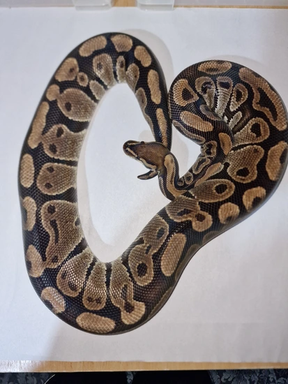 Normal Ball Python by Ridiculous Royal Pythons