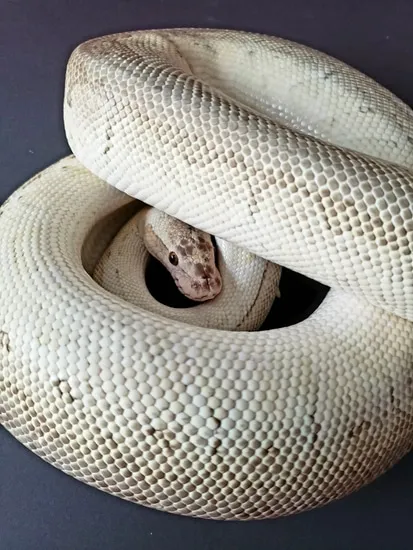 Super Emperor Ball Python by Ridleys Royals