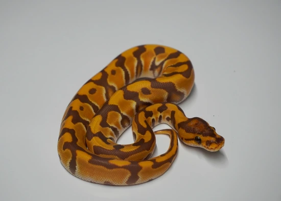Super OD Ultramel Cryptic Ball Python by Righteous Reptiles and Rodents