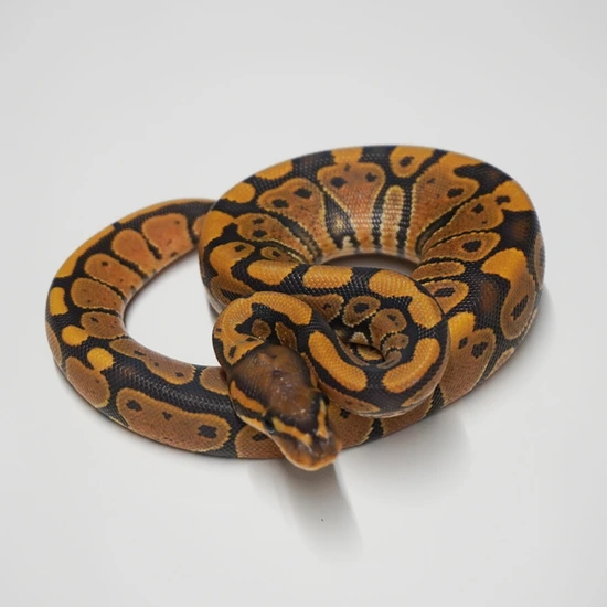 NR Mandarin Hypo Ball Python by Righteous Reptiles and Rodents