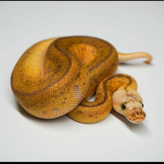 Pastel Acid Pinstripe Clown Ball Python by Righteous Reptiles and Rodents