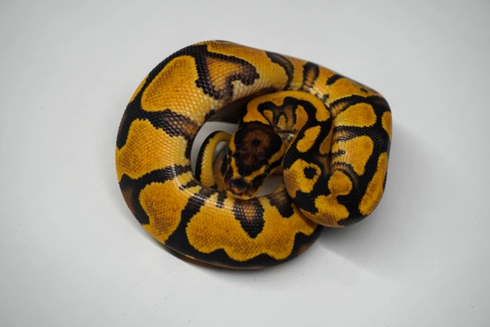 YB Fire NR Mandarin Ball Python by Righteous Reptiles and Rodents