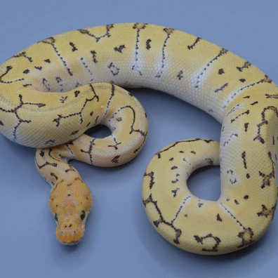 Pinstripe Desert Ghost Clown Het Hypo Ball Python - male for sale from Rainbow Reptiles