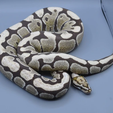 Spotnose Desert Ghost Ball Python - male for sale from Rainbow Reptiles