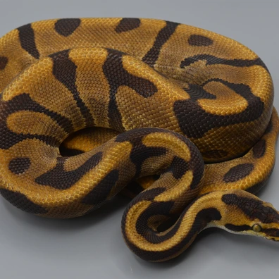 Super Enchi Leopard Het Lavender Ball Python - male for sale from Rainbow Reptiles