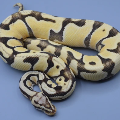 Pastel Enchi Desert Ghost Ball Python - male for sale from Rainbow Reptiles