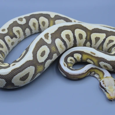 Pastave Spotnose Desert Ghost Ball Python - male for sale from Rainbow Reptiles