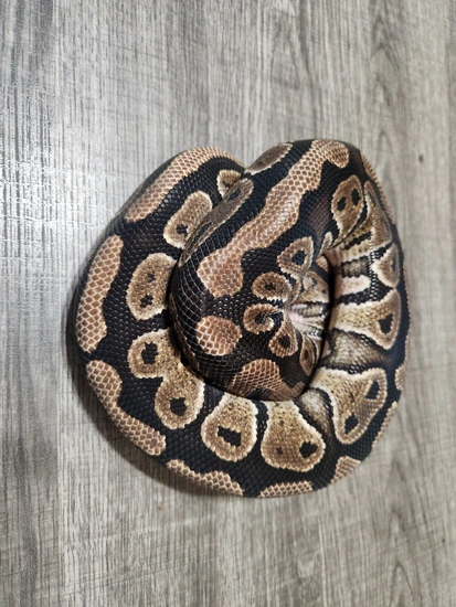Axothanic Ball Python Het Red Axanthic Het Pied Het Albino Ball Python by G&R Exotic Supply