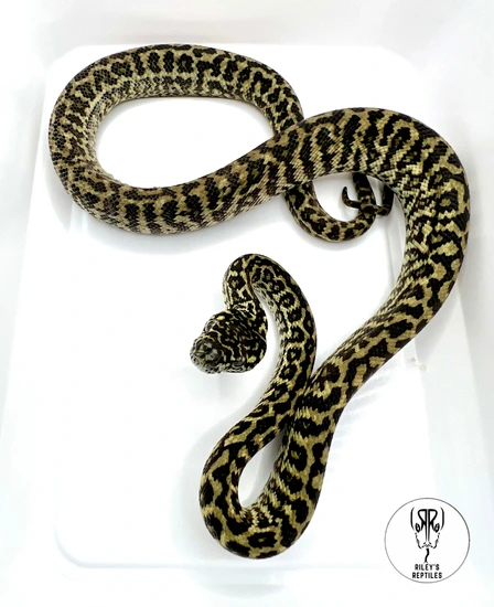Zebra Jungle Jungle Carpet Python by Riley's Reptiles