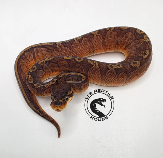 2025 1.0 Sunset #1 Ball Python by Li's Reptile House