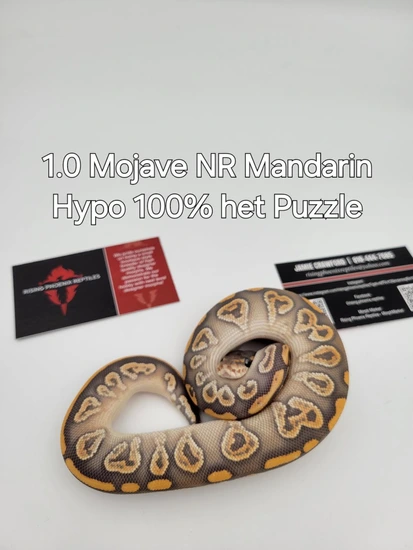 Mojave NR Mandarin Hypo Het Puzzle Ball Python by Rising Phoenix Reptiles