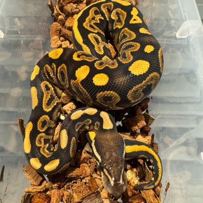 Black Pastel Yellow Belly Het DG Ball Python - female for sale from Monstamorphs