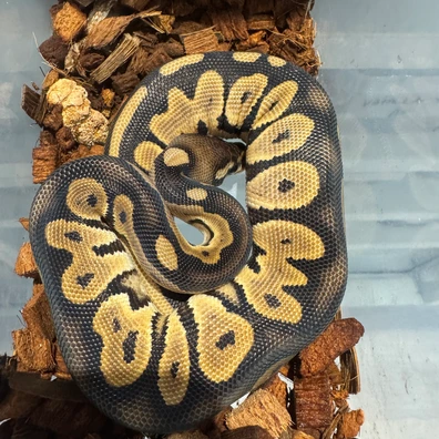 Cinnamon Dhet Hypo DG Ball Python - female for sale from Monstamorphs
