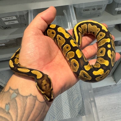 Vanilla Yellow Belly Het DG Ball Python - male for sale from Monstamorphs