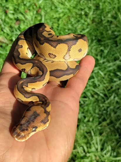 Red Gene Yellowbelly Clown Het DG Ball Python by R-JEN Reptiles