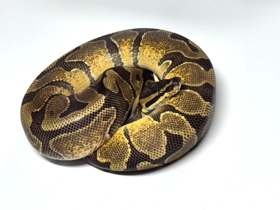 Enchi Het Sunset Ball Python by LYON Exotics LLC