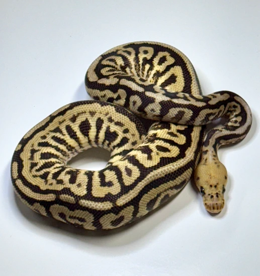 Powerball Clown Ball Python by Next Generation Morphs