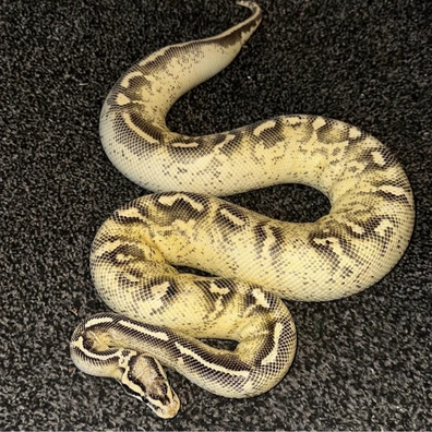 Citrus Pastel Freeway PH Clown